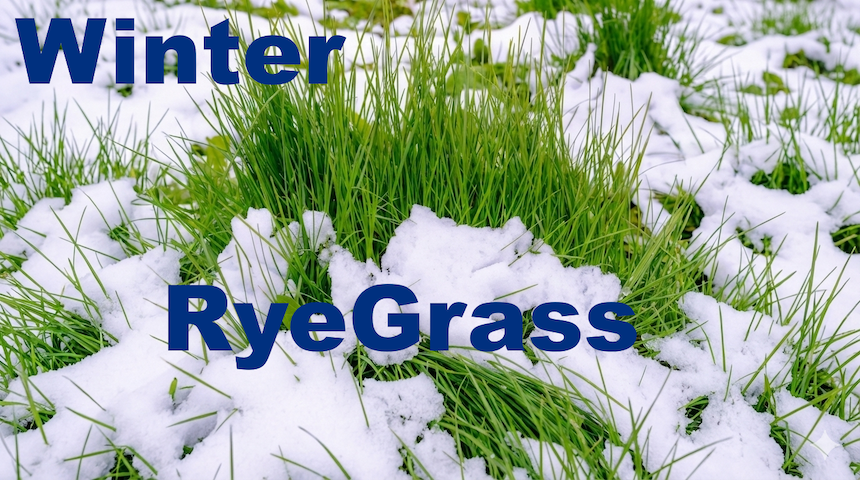 Winter RyeGrass