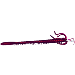 husked garg