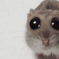 32133