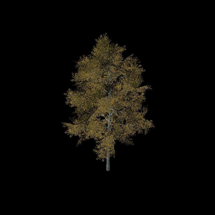 Nature, Tree, Fall 2