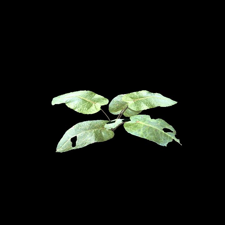 sorrel