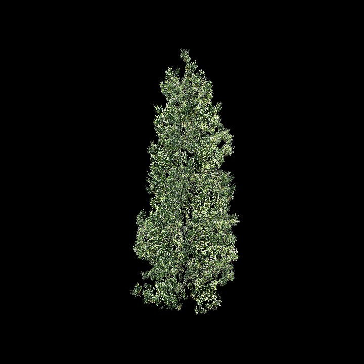 Nature, Tree, Pine 3