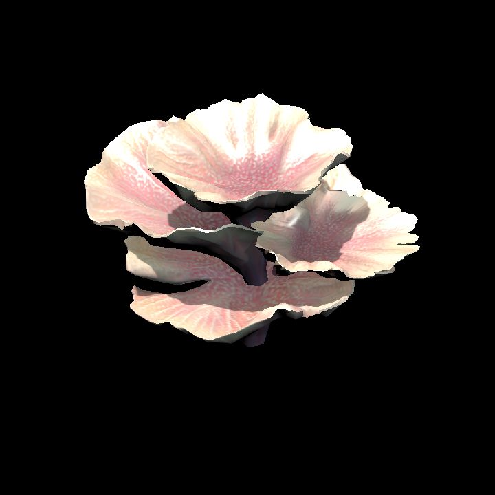 DA_Coral4_1a