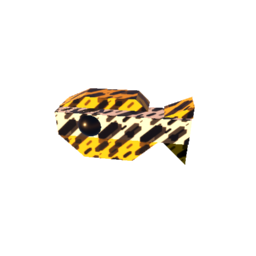 ranshu gold fish