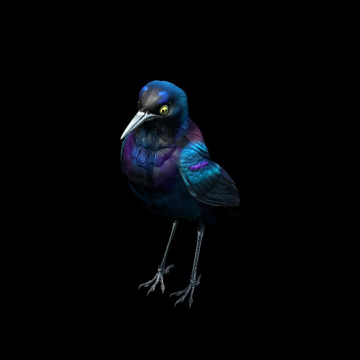 Boat-tailed Grackle 2