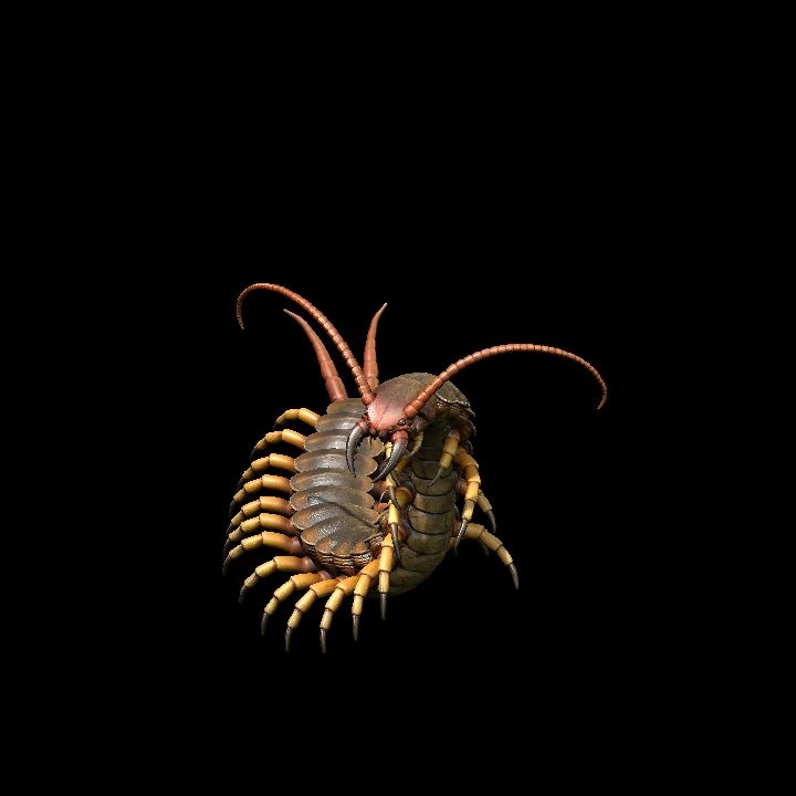 Giant Centipede