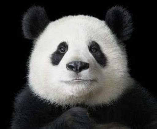 骑马与砍杀战团但是动物世界MOD【Mountblade but animal world mod】
