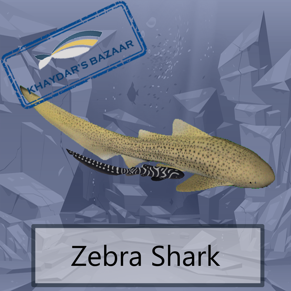 Khaydar's Bazaar - Zebra Shark