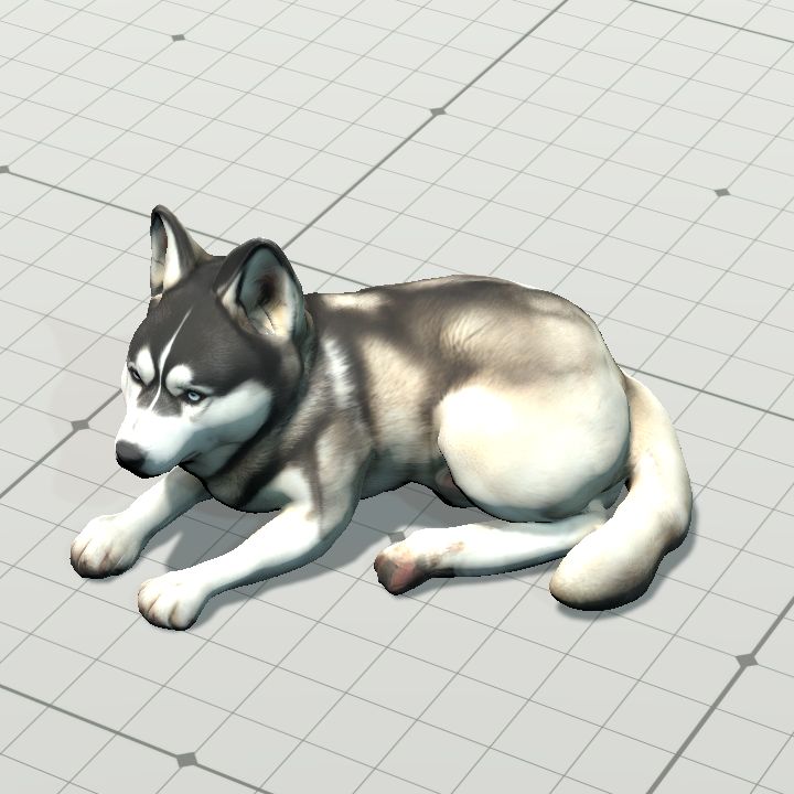 husky, lying