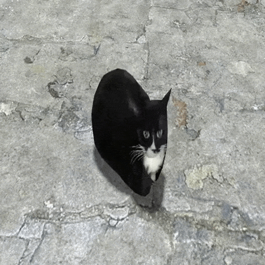 Tisha the dancing cat