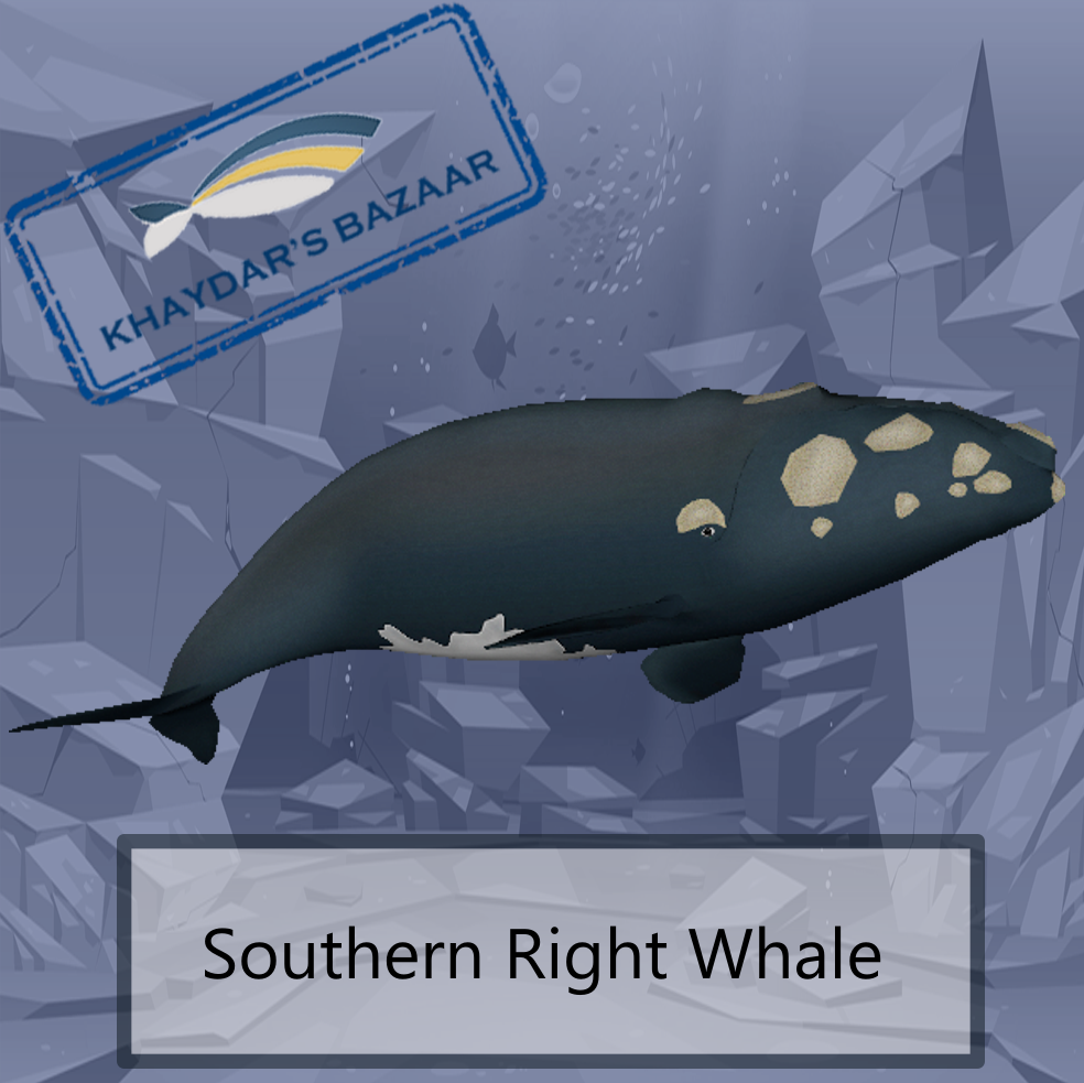 Khaydar's Bazaar - Southern Right Whale