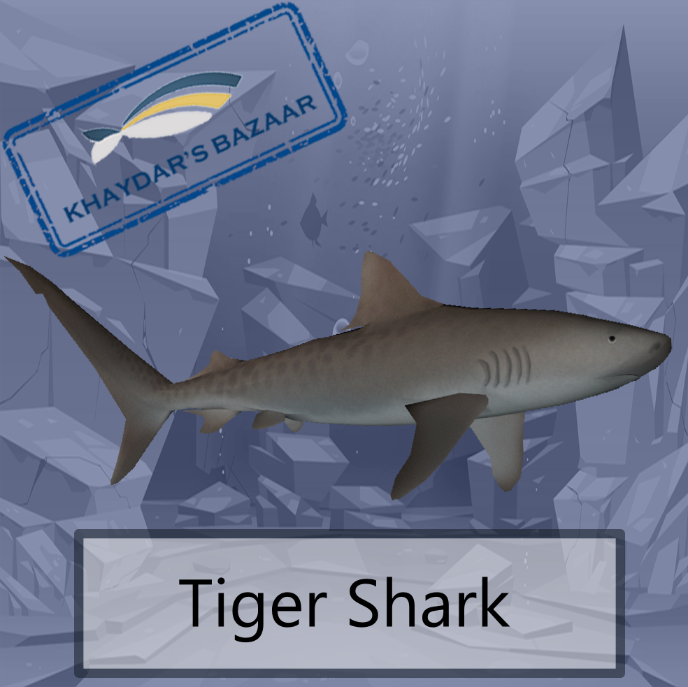 Khaydar's Bazaar - Tiger Shark