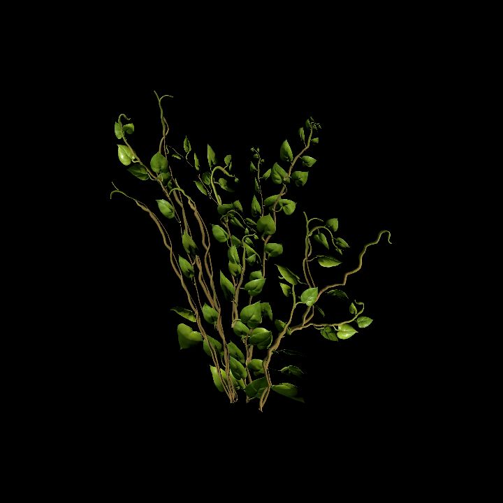 Vine_04