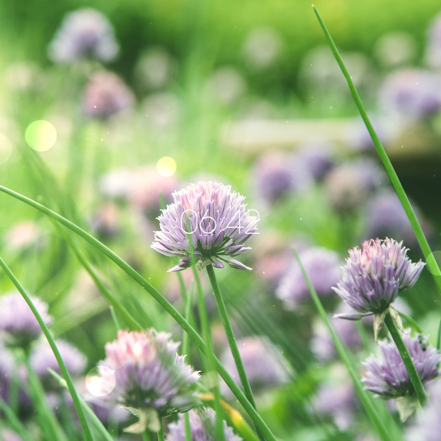 Steam Workshop::4K CHIVE BLOSSOM + COLOR GRADING