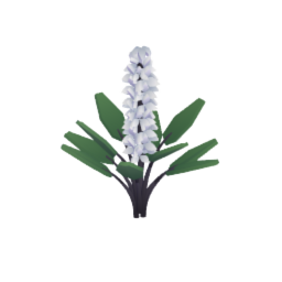 Hyacinth + Leaves