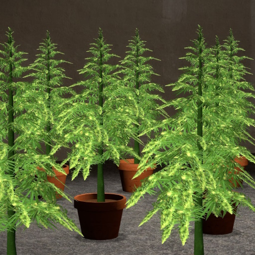 teapot's weed preview