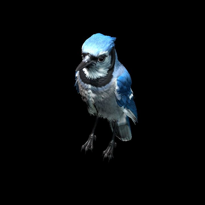Blue Jay