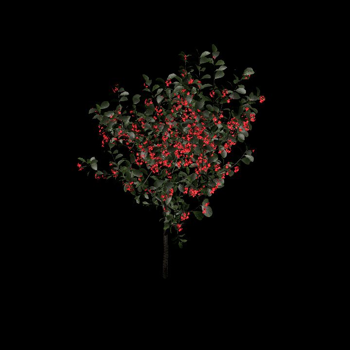 Nature, Plant, European Spindle 5