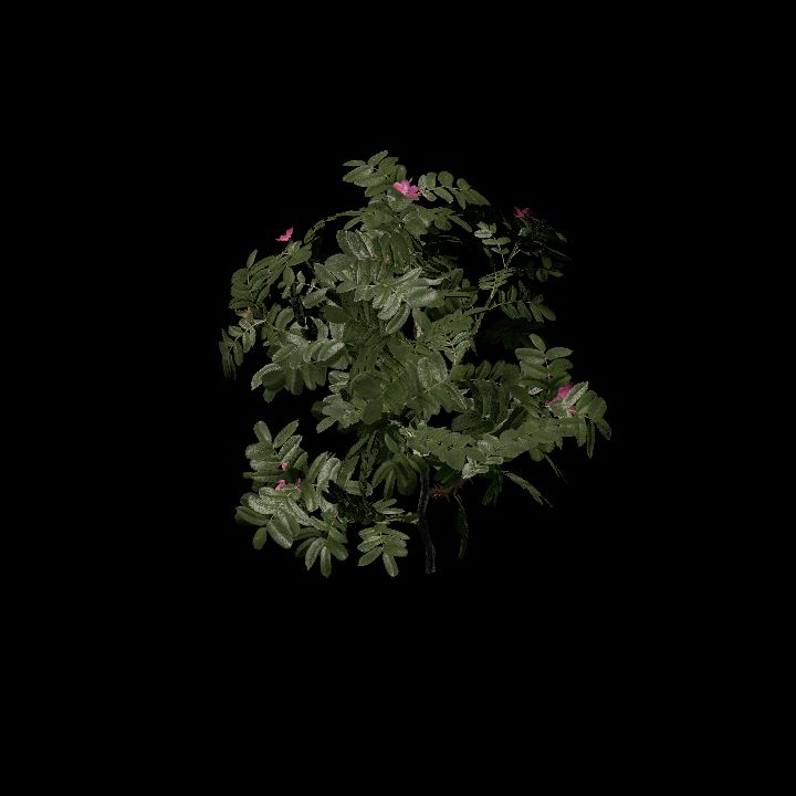 Nature, Plant, Rose Hip 5