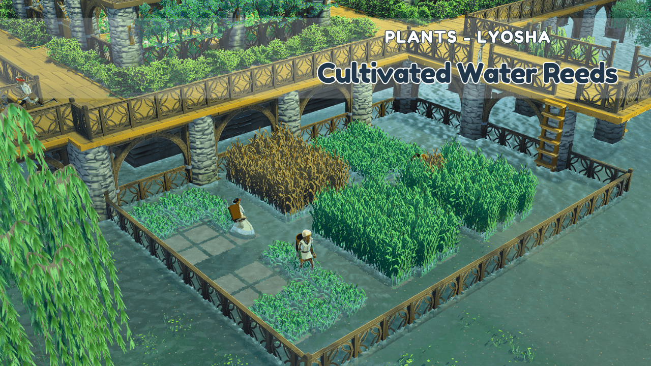 Plants - Cultivated Water Reeds