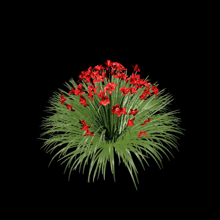 DayLillyRed