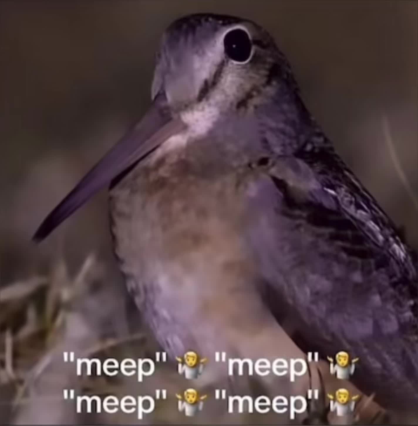 meep bird