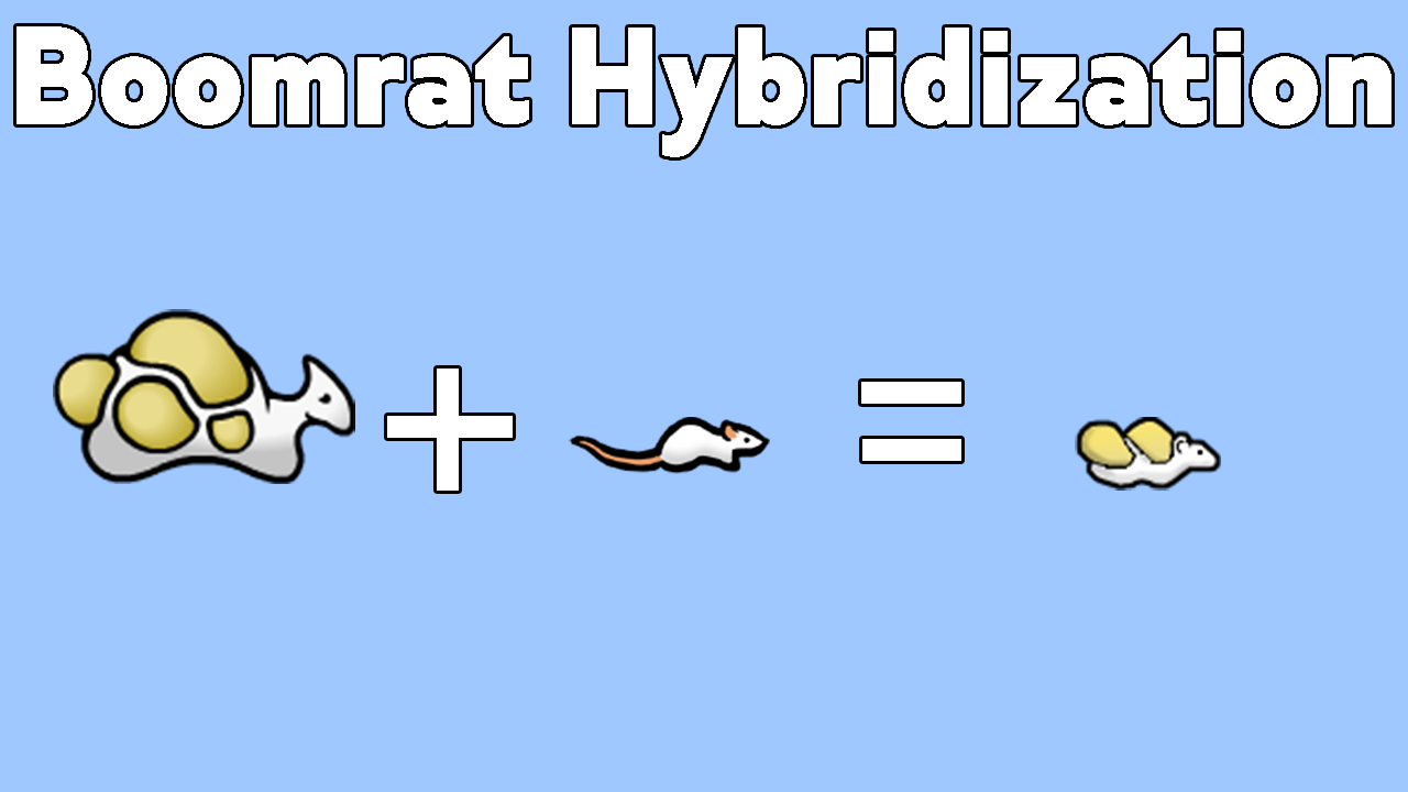 Boomrat Hybridization
