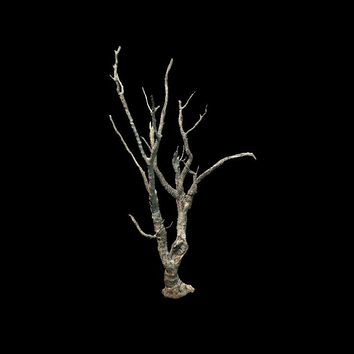 Nature, Tree, Bare 4