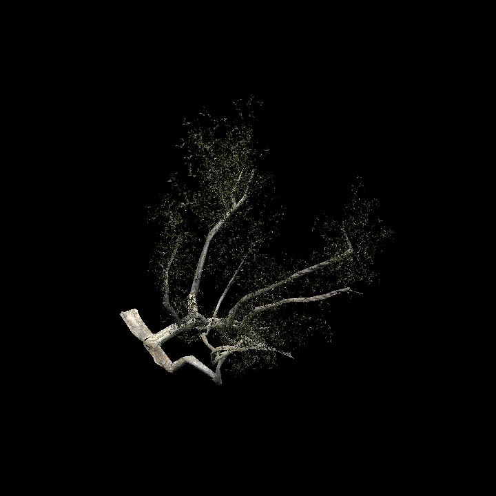 Tree 4