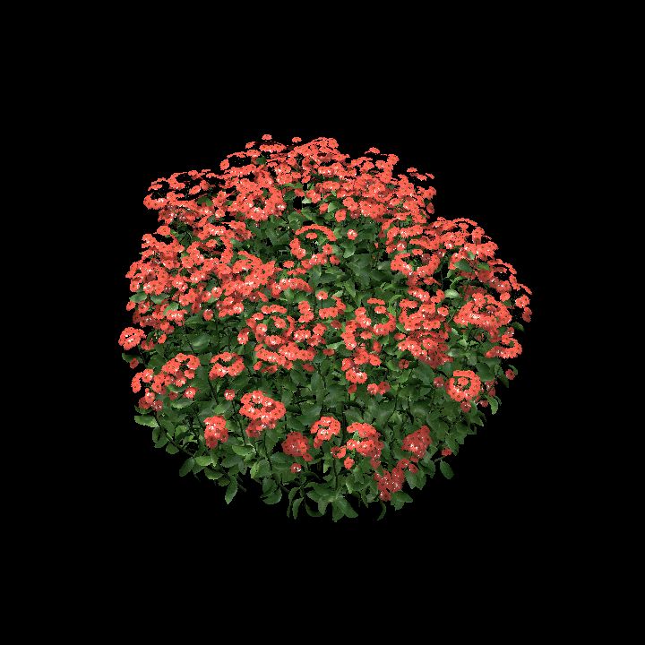 Flowering bush_2