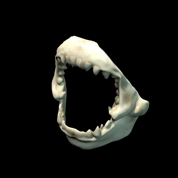 Shark jaw bone