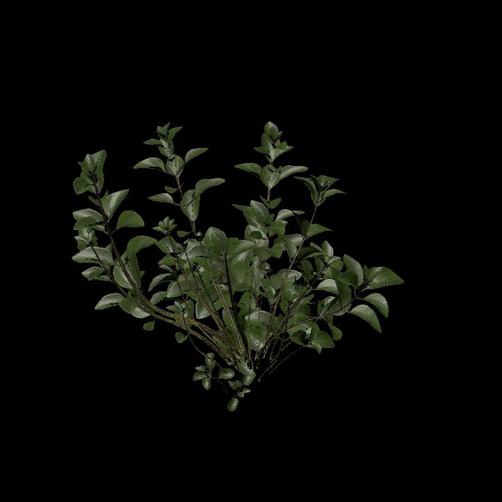 Nature, Plant, Oregano 1
