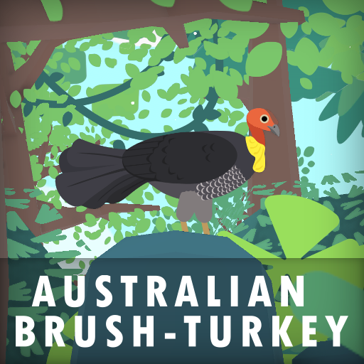 Australian Brush-turkey