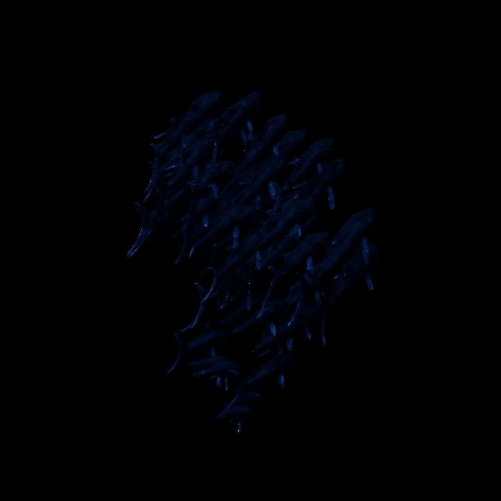 Dark Fish School
