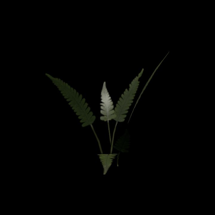 Nature, Plant, Fern 2