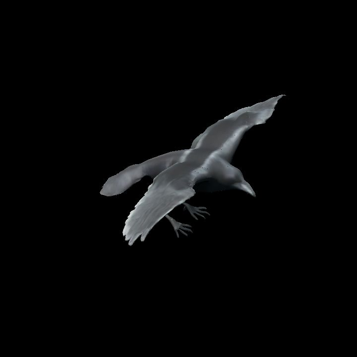 Crow flying 2