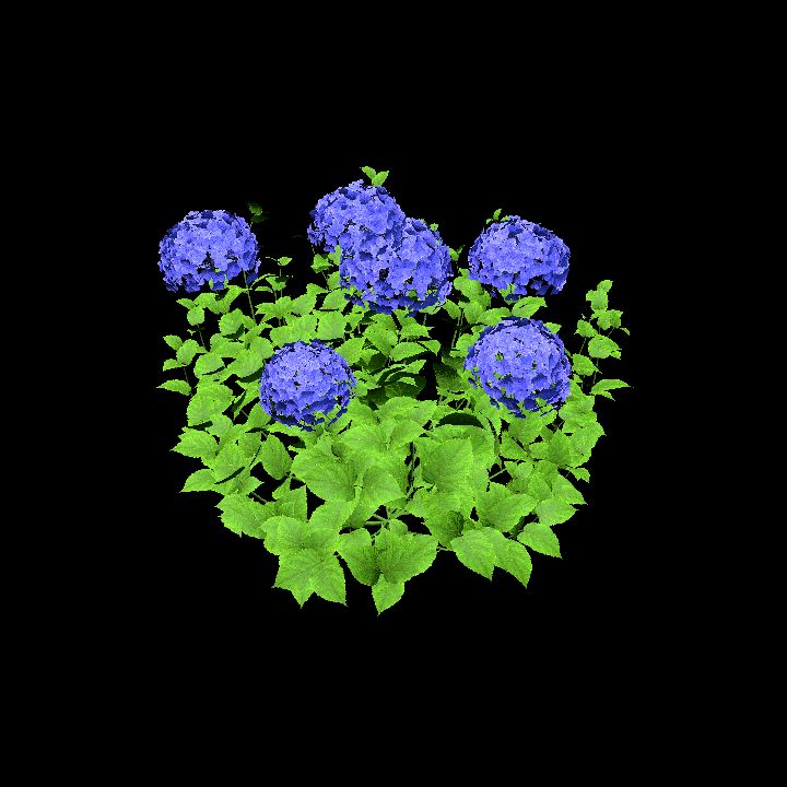 HydrangeaPurple