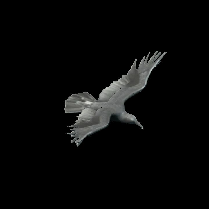 Crow flying 1