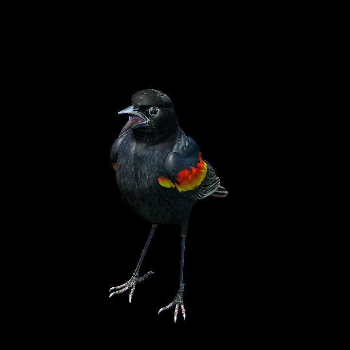 Red-winged Blackbird