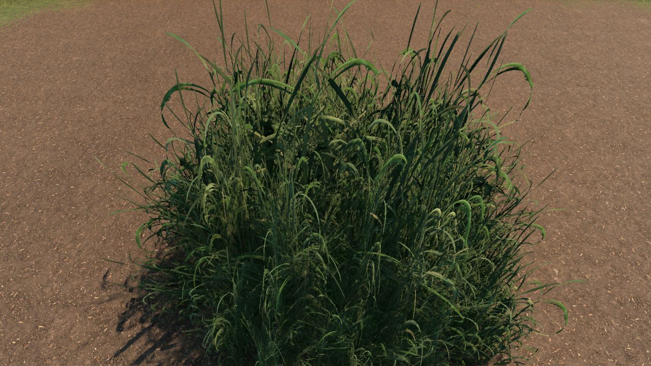 Elephant Grass Bundle