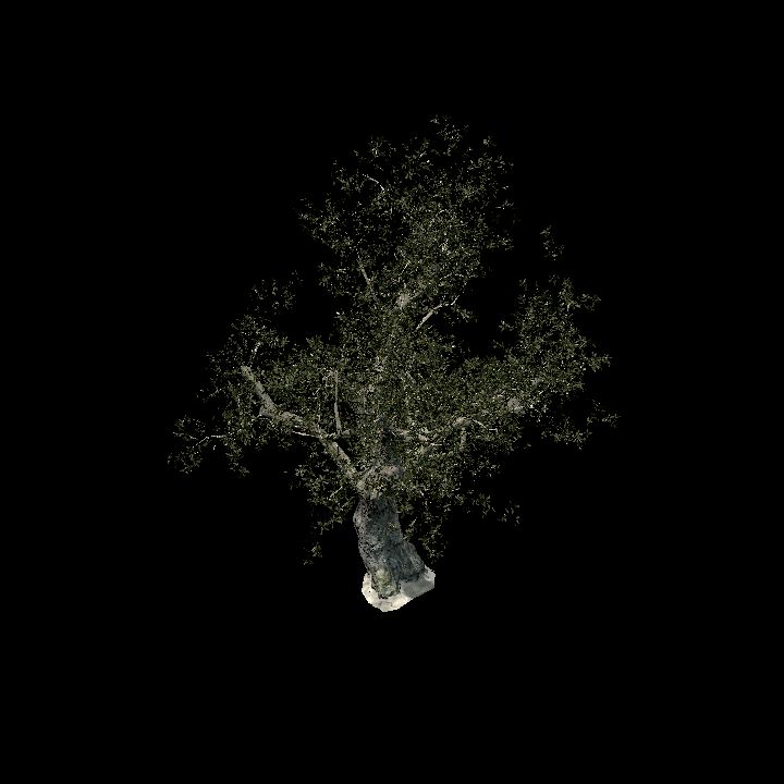 Tree 2