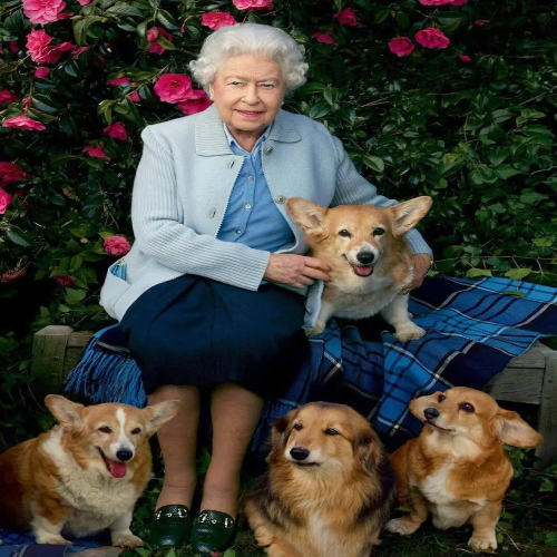 Les Corgis preview