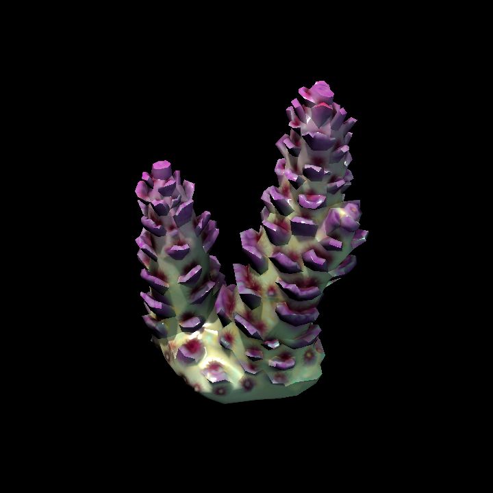 DA_Coral3_1