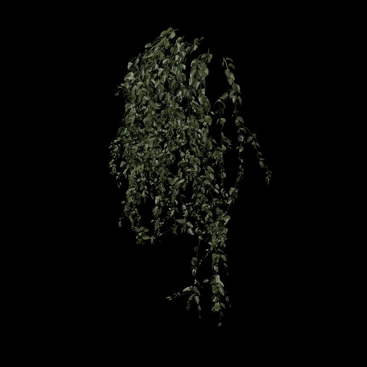 Nature, Plant, Vine, Wall 4