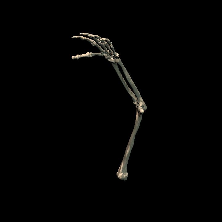 Skeletal arm (left)