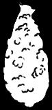 Sheep Adult