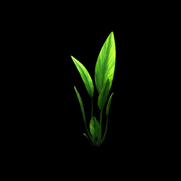 Lowpoly marine plant