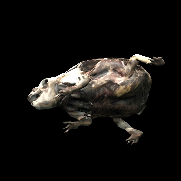 Rotting frog on side 2