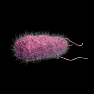 SalmonellaEntericaSerovarTyphi