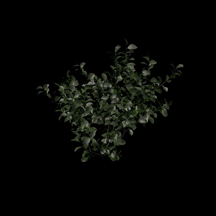 Nature, Plant, Greater Burdock 7